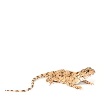 Female Desert Rock Agama